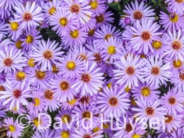 pinky purple with yellow-red center