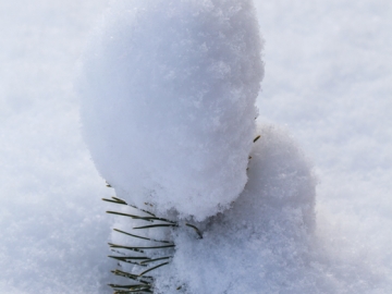 snow capped