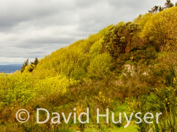 spring colors – Puget Sound