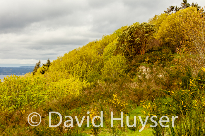 spring colors – Puget Sound