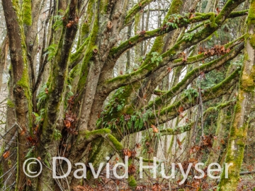 temperate rain forest