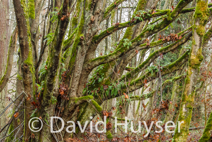 temperate rain forest