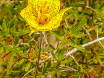 three pointed star