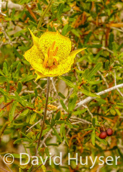 three pointed star