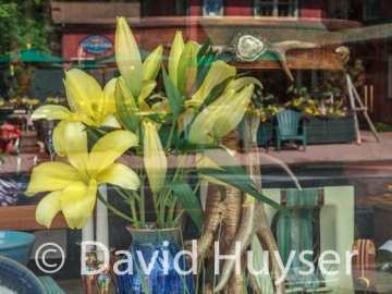 yellow lilies