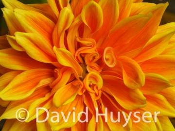 yellow orange swirls and curls