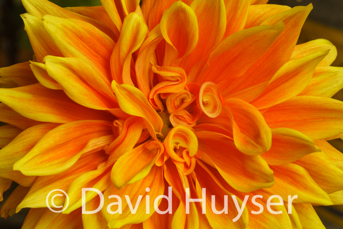 yellow orange swirls and curls