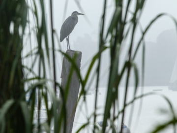 gray blue heron