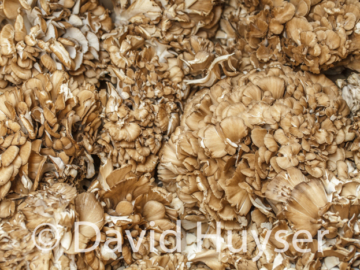 Hen of the Woods