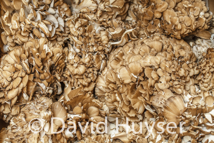 Hen of the Woods