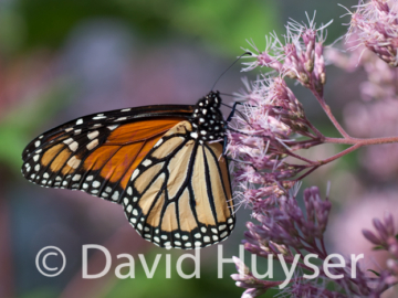 Monarch, Joe-Pye weed