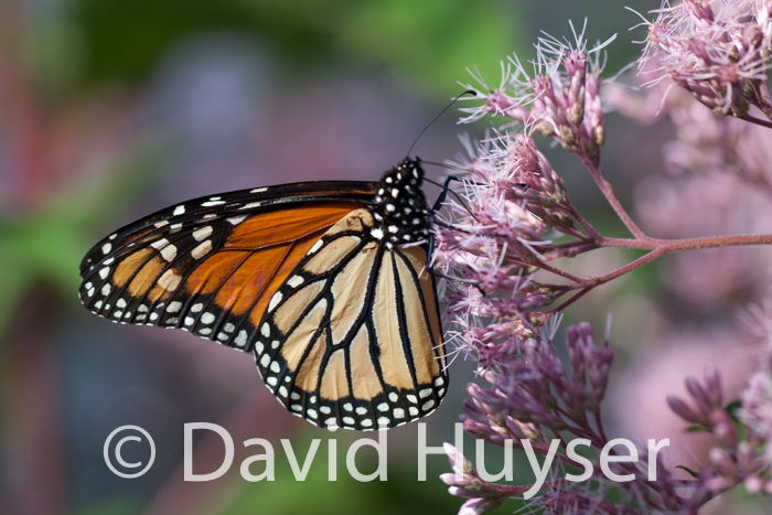Monarch, Joe-Pye weed