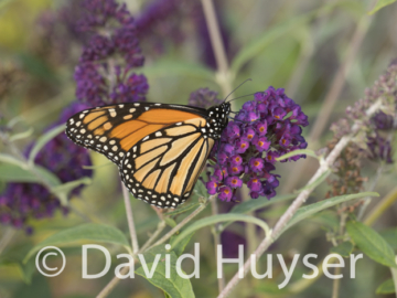 Monarch, butterfly bush