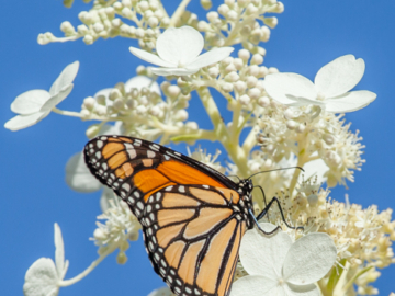 Monarch, hardy hydrangea