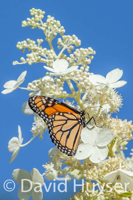 Monarch, hardy hydrangea