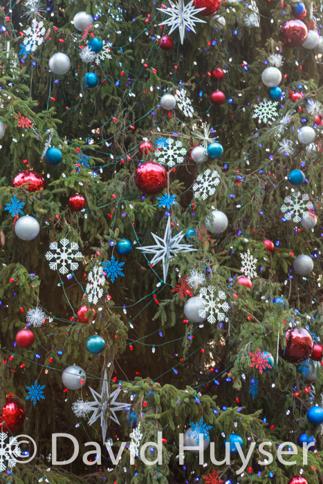 trimmed tree