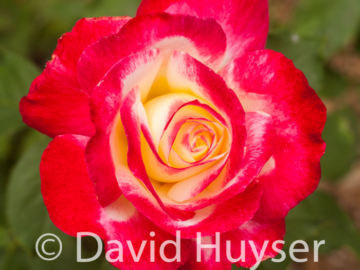 Double Delight III