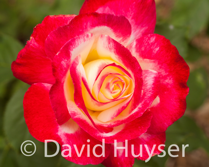 Double Delight III