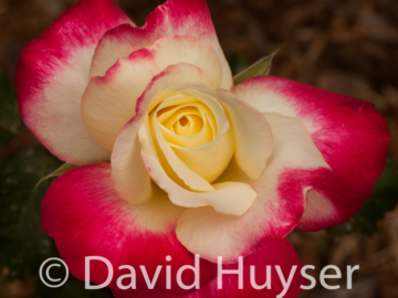 Double Delight II