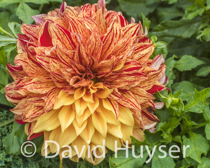 Harvey Koop – ‘yellow’