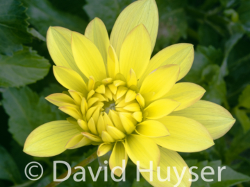 Candlelight – just opening
