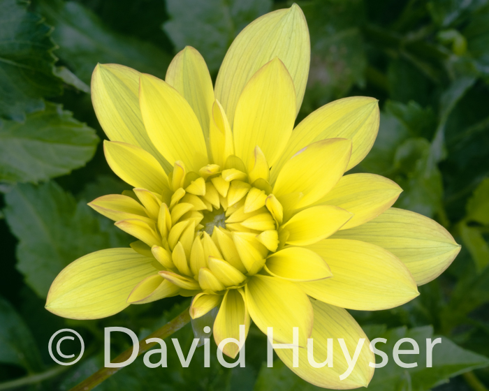Candlelight – just opening