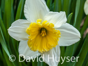 fringed yellow cup