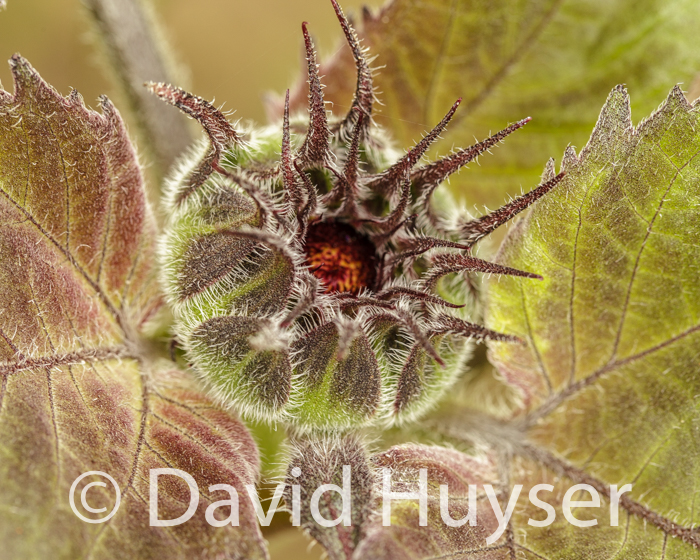 fuzzy