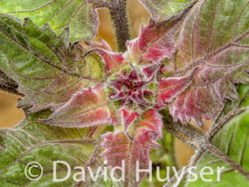 raspberry fuzzy