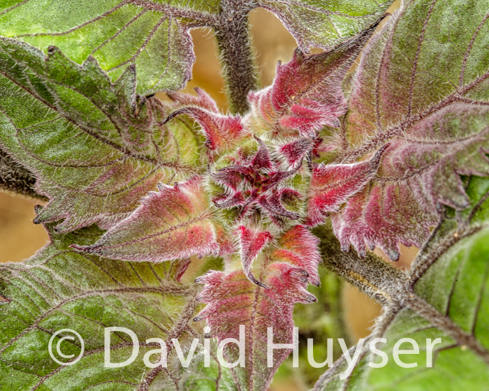 raspberry fuzzy