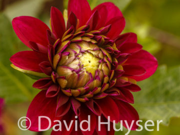 ‘red curved’ just opening
