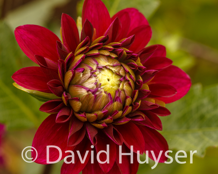 ‘red curved’ just opening