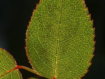 rose leaf II