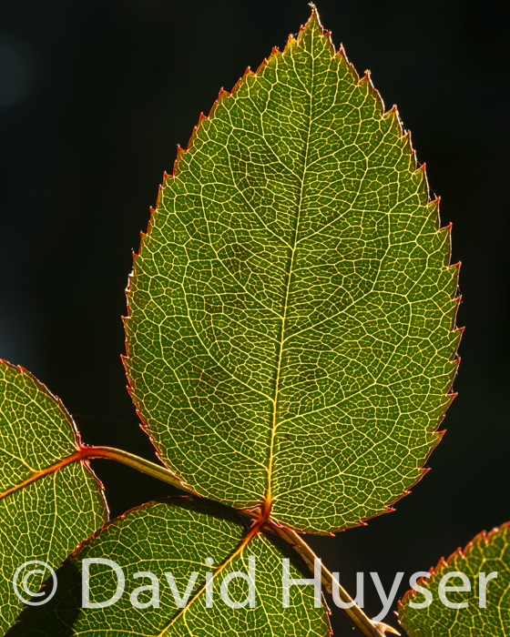 rose leaf II
