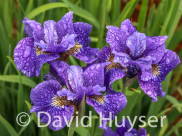 Siberian iris