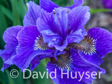 Siberian iris too