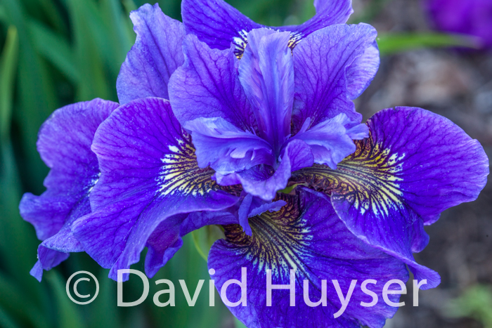 Siberian iris too