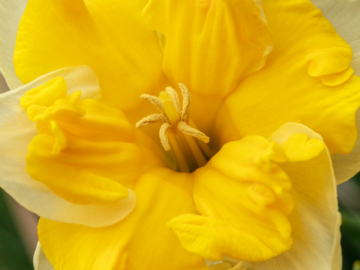 swirled stamen
