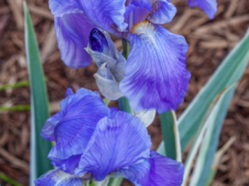 variegated bearded iris