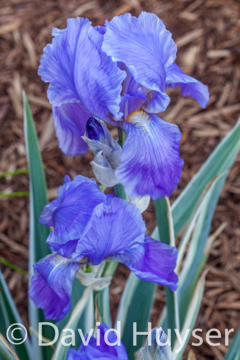 variegated bearded iris