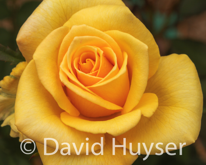 yellow rose
