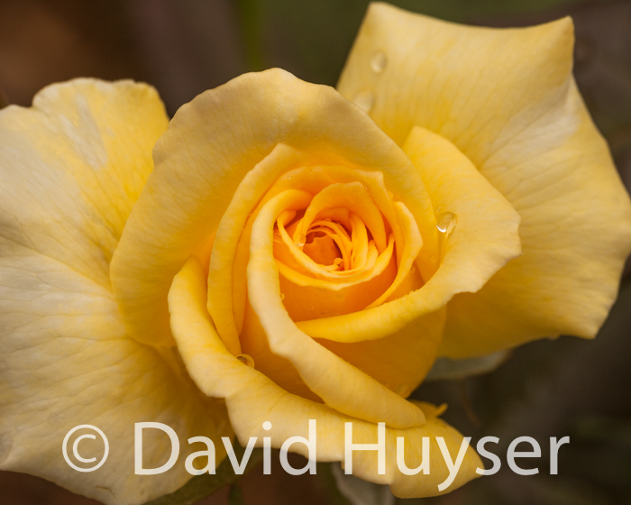 yellow rose II
