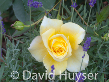 yellow rose and lavender