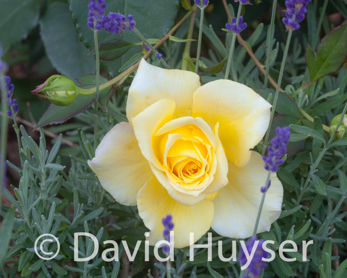 yellow rose and lavender