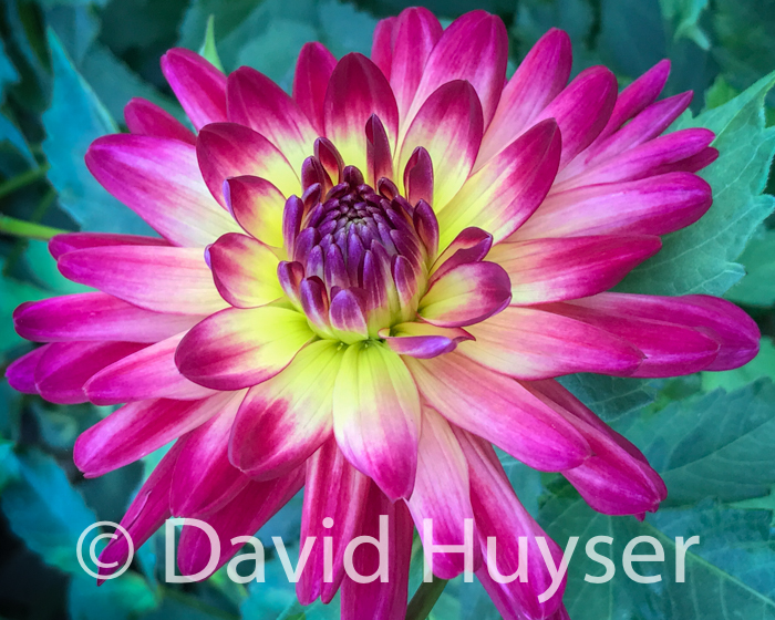 Mac Alister’s Pride