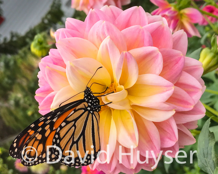 Sheer Heaven w/ Monarch