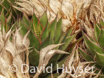 new season, new life