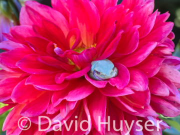 resting – Chloe Janae