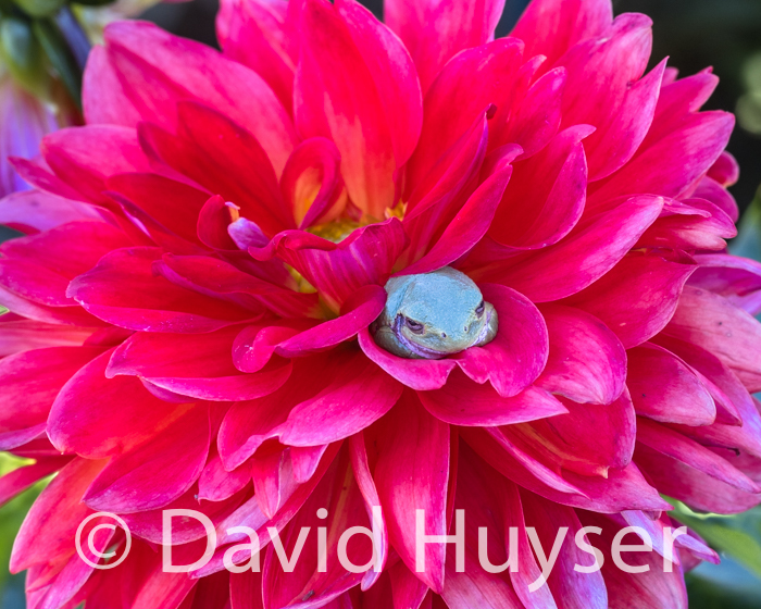 resting – Chloe Janae