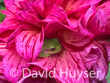 resting – Mingus Toni